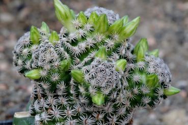 mammillaria-hernandezii-albiflora